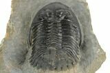 Detailed Hollardops Trilobite - Large Specimen #191857-4